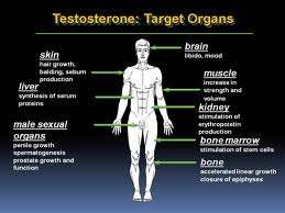 testosteroni2