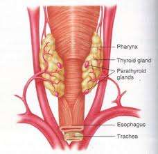 The parathyroid glands and their disorders