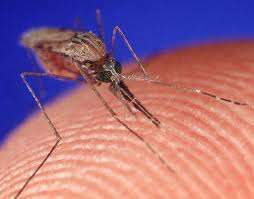 Τι είναι η ελονοσία;
