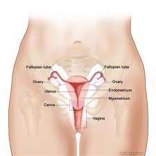 The Cervical Cancer