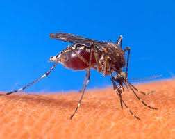 Πώς θα αντιμετωπίσουμε και πώς θα προφυλαχθούμε από τα κουνούπια