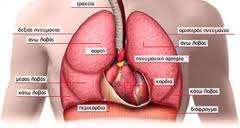 Άσθμα και ΧΑΠ: Η προστασία από τις εξάρσεις στις γιορτές