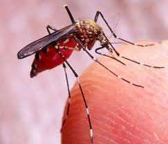 Πώς να προστατευτείτε από τα κουνούπια