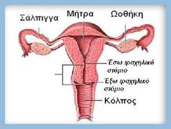Κολπίτιδα & Μυκητίαση των γεννητικών οργάνων
