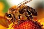 Αλλεργία σε μέλισσες – σφήκες