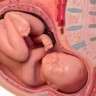 Αναπαραγωγή και ανάπτυξη εμβρύου
