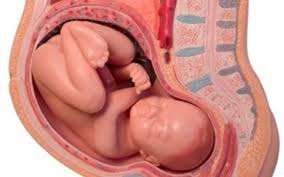 Αναπαραγωγή και ανάπτυξη εμβρύου