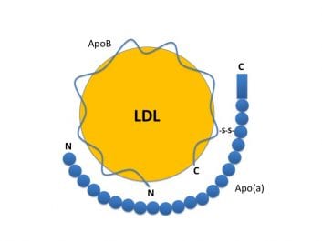 Η λιποπρωτεΐνη Α, LpA,