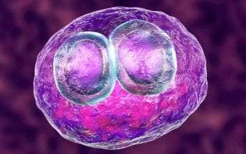 Κυτταρομεγαλοϊός (CMV)