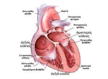 Το καρδιαγγειακό σύστημα (