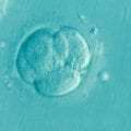 Σύστημα τεχνητής νοημοσύνης ξεπέρασε τους εμβρυολόγους στην επιλογή κατάλληλων εμβρύων στην εξωσωματική