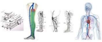 Ποιός είναι ο ρόλος των φλεβών στο κυκλοφορικό σύστημα;
