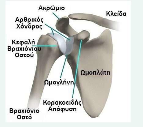 Βλάβη SLAP ή Ρήξη Άνω Επιχειλίου Χόνδρου